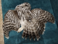 Strix uralensis