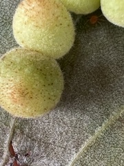 Caryomyia persicoides