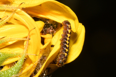 Homoeosoma electella