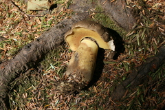 Caloboletus