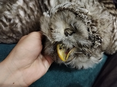 Strix uralensis