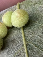 Caryomyia persicoides