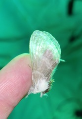 Tolype velleda