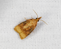 Platynota flavedana
