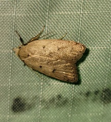 Machimia tentoriferella