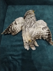 Strix uralensis