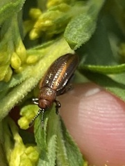 Microrhopala vittata