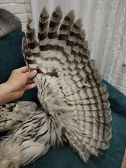 Strix uralensis