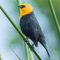 Chrysomus icterocephalus