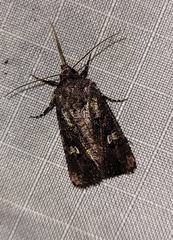 Lacinipolia renigera