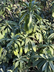 Daphne laureola