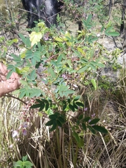 Indigofera australis