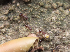 Pristomyrmex punctatus