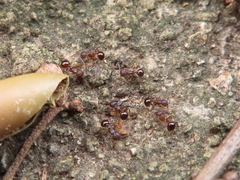 Pristomyrmex punctatus