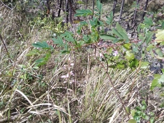 Indigofera australis