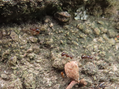 Pristomyrmex punctatus