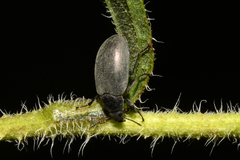 Bothrotes canaliculatus