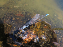 Paracercion calamorum