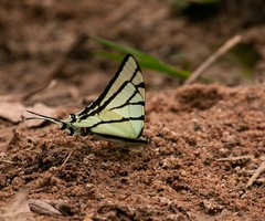 Eurytides bellerophon