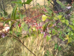 Indigofera australis