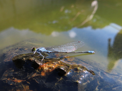 Paracercion calamorum