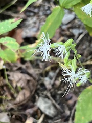 Silene ovata