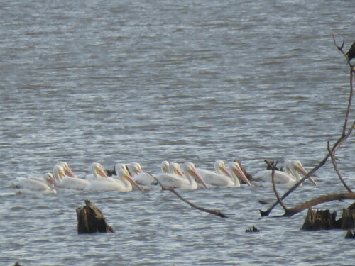 American White Pelican photographed in Kansas