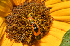 Chauliognathus basalis