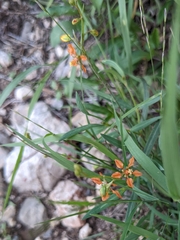 Galphimia angustifolia