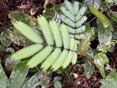 Pteris
