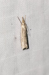 Raphiptera argillaceellus