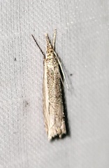 Raphiptera argillaceellus