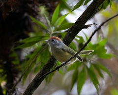 Hylophilus poicilotis