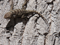 Sceloporus clarkii