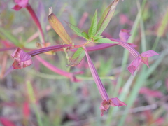 Ludwigia octovalvis