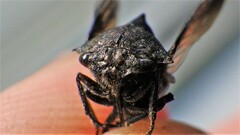 Telamonini