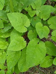 Arnica cordifolia