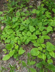 Arnica cordifolia