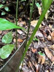 Arecoideae