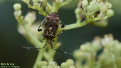 Eurystylus coelestialium