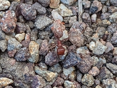 Pogonomyrmex subnitidus