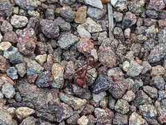 Pogonomyrmex subnitidus