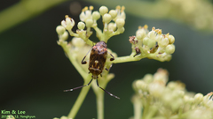 Eurystylus coelestialium