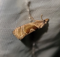 Pelochrista similiana