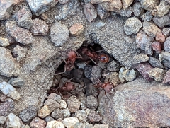 Pogonomyrmex subnitidus