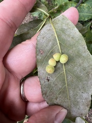 Caryomyia persicoides