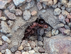 Pogonomyrmex subnitidus