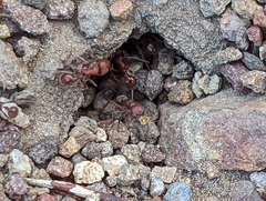 Pogonomyrmex subnitidus