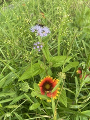 Gaillardia pulchella