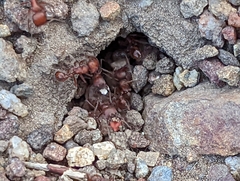 Pogonomyrmex subnitidus